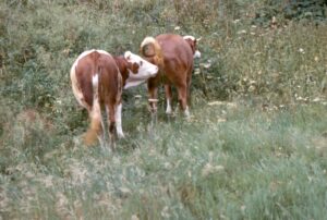 1964 – Camp Zwickgabel  St Cirgues
